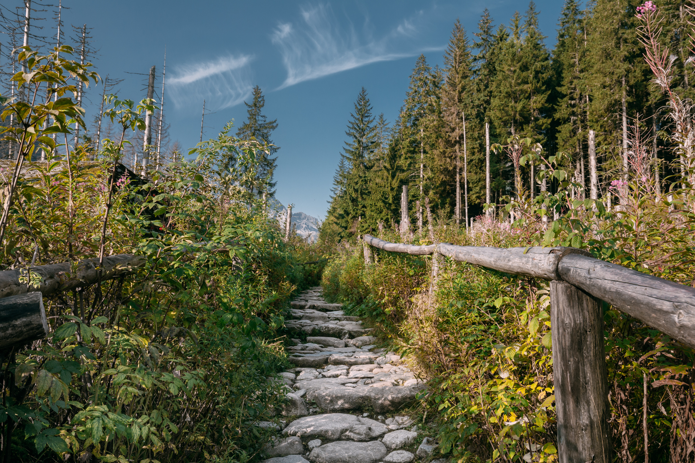 tatra national park (2).webp